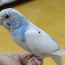 馴れています。　セキセイインコ　ブルー系パイド