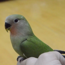 馴れてます。　コザクラインコ　ノーマル　ヒナ餌卒業してます。