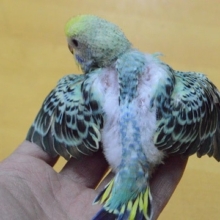 レアカラー　セキセイインコ　雛　入舎しました♪