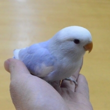 綺麗なコザクラインコ　ヒナ入舎しました。
