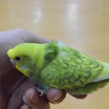 巻きが弱い羽衣セキセイインコ入舎しました。