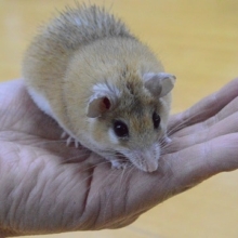 カイロトゲマウス　とんがった顔が可愛い！！