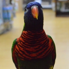 ゴシキセイガイインコ