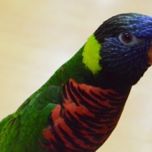 馴れているよ！ゴシキセイガイインコ、１０／１３　卵を産みましたっ