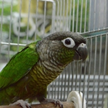 ウロコインコの仲間｜ホオミドリメキシコインコ・ノーマル