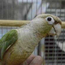ウロコインコの仲間｜ホオミドリウロコインコ・ブルーシナモン