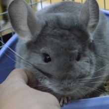 チンチラ　バイオレッド　男の子　入舎しました。