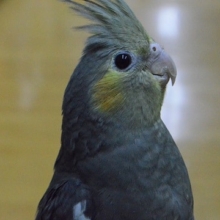 オカメインコ　ノーマル　馴れてきました。