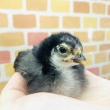 ゴイシチャボ　ヒナ　１２月５日撮影