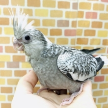 オカメインコ　ホワイトフェイスパール２０１９年１２月３０日撮影