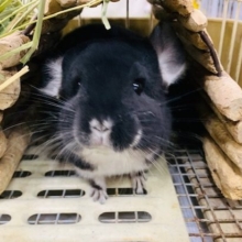 ブラックパールのチンチラさん♪