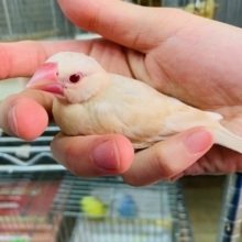 シナモン文鳥さんが羽根が生えそろいましたよ！