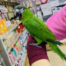 アピール好き？！コミドリコンゴウインコさん