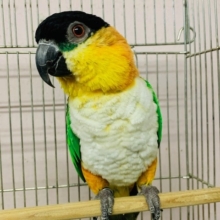 ズグロシロハラインコ