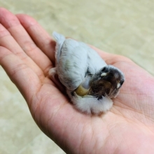 人気のシルバー文鳥さん入舎！！