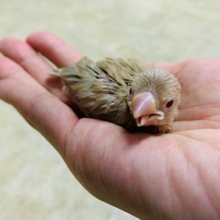 色が濃い目？！シナモン文鳥さん！