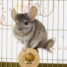 モフモフなチンチラさん♪