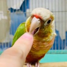 手に包まれたい欲が強いホオミドリアカオウロコインコのパイナップルいます！