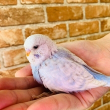 お問い合わせが多いジャンボセキセイインコさんが入舎！