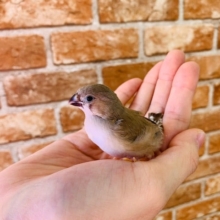 食欲旺盛なキンカチョウさん入舎！