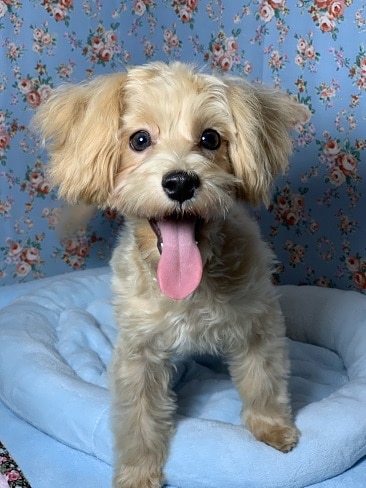 ＭＩＸ犬のマルプー甘えん坊さんです！　　