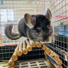 画像更新！ノーマルカラーのチンチラさん♪