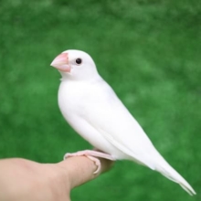 馴れてきました。　白文鳥　最新画像
