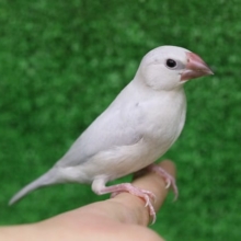 ヒナ餌卒業してます。　シルバー文鳥