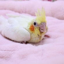 人気がありすぎて…　白オカメインコ入舎しました 2020.1/30
