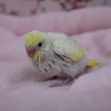 毎度好評！セキセイインコのレアカラー　2020.1/7入舎
