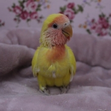 人気！コザクラインコのルチノー 2020.1/9入舎