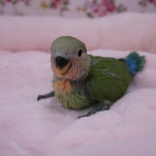定番人気！コザクラインコのノーマルカラー　2020.1/16入舎