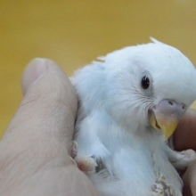 レアカラーのセキセイインコ　雛　入舎💛