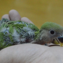 定番カラーの　コザクラインコ　ノーマル　雛　入舎！
