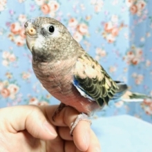 手乗りアキクサインコ　ノーマル　1月7日