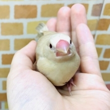 手乗りシナモン文鳥　１月９日