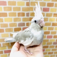 手乗りオカメインコ　ホワイトフェイスシナモン　１月１１日