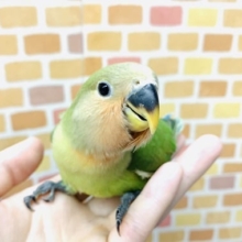 手乗りコザクラインコ　ノーマル　１月２２日