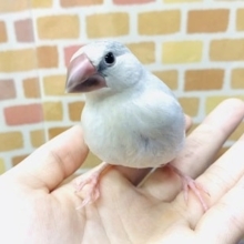 シルバー文鳥　ヒナ餌卒業済　１月２３日撮影