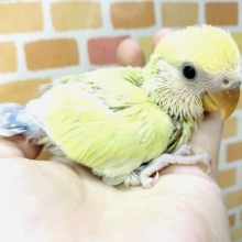 手乗りコザクラインコ　ゴールデンチェリー　１月２５日