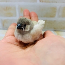 うぶうぶな頭のキンカチョウさんが入舎です！