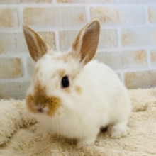 ふわふわミックスのうさぎさんが入舎！