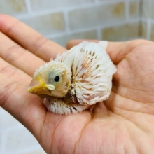 人気色の白文鳥さんが入舎です！