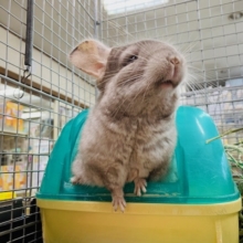 おっとりまったり♪チンチラさん