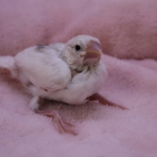 人気の白文鳥、入舎しました　2020.1/21入舎