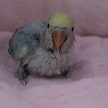 美！！コザクラインコのシーグリーンパイド 2020.1/9入舎