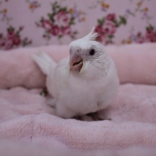 半年振り！オカメインコ“ピュアホワイト”　2020.1/9入舎