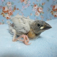 手乗りシルバー文鳥　　２月２７日