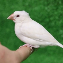 レアカラー　パステルシナモン　ヒナ餌卒業してます。