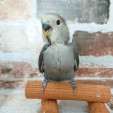 シックで素敵カラー！小桜インコ！
